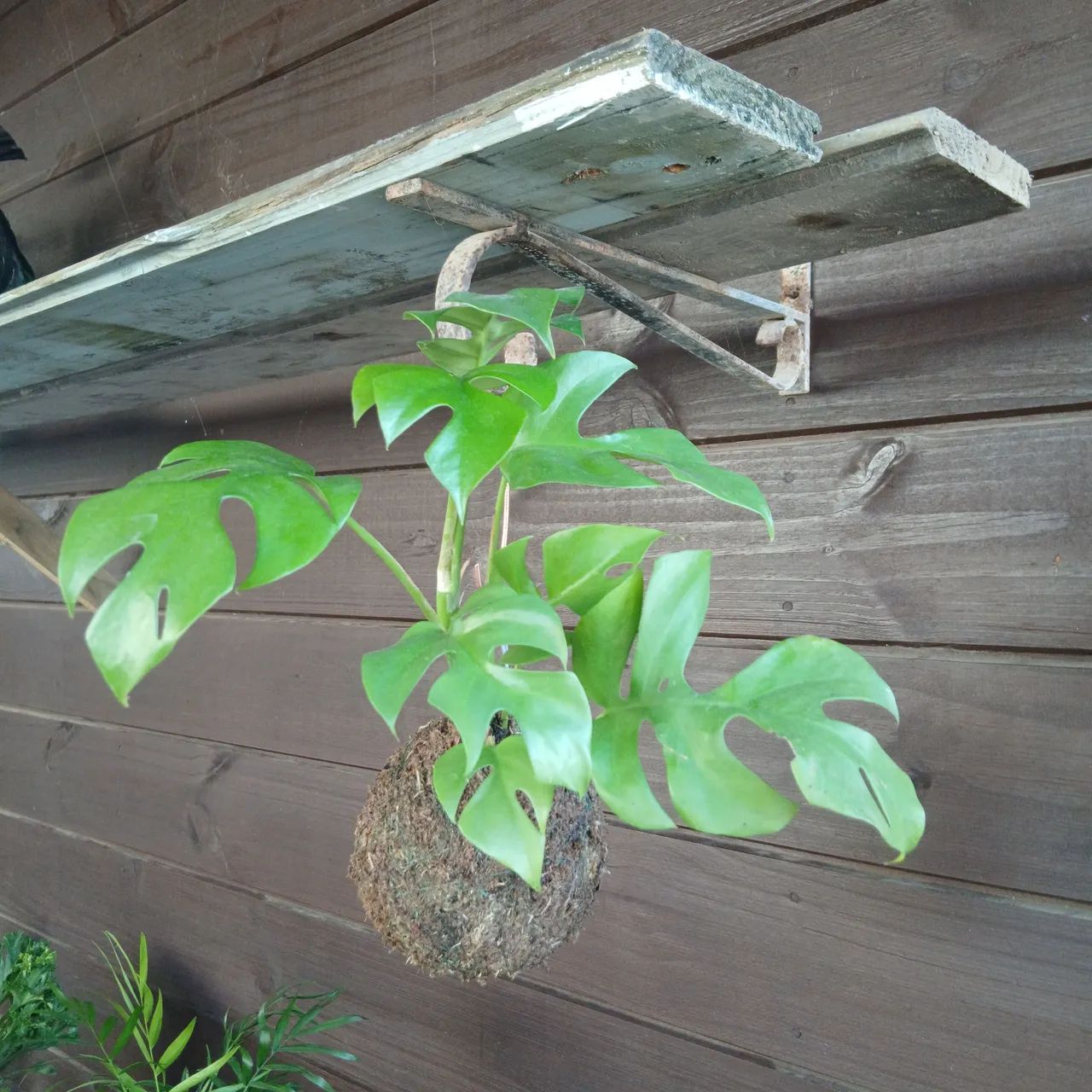 Kokedamas  - Foto 2
