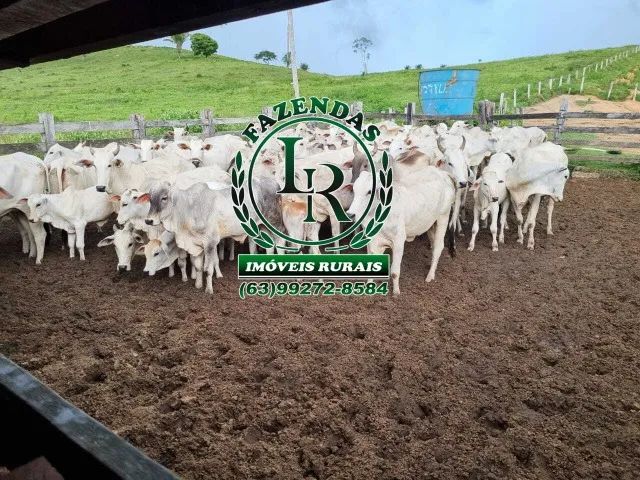 Fazenda de 400 Alqueires no Estado do Pará - Foto 2