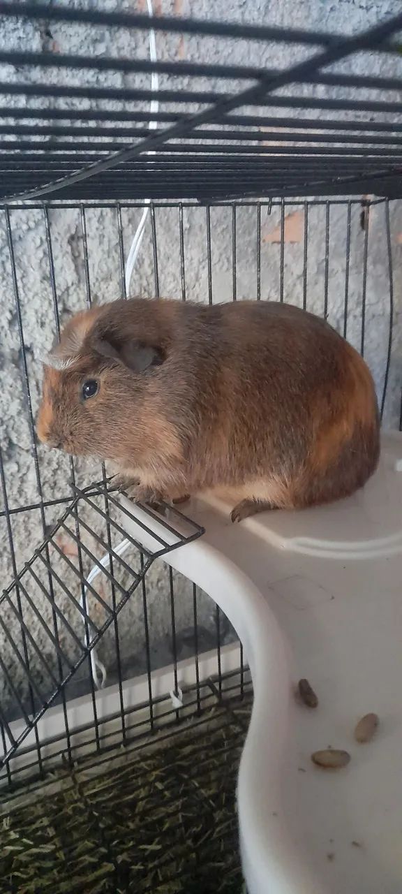 Porquinho da india  - Foto 2