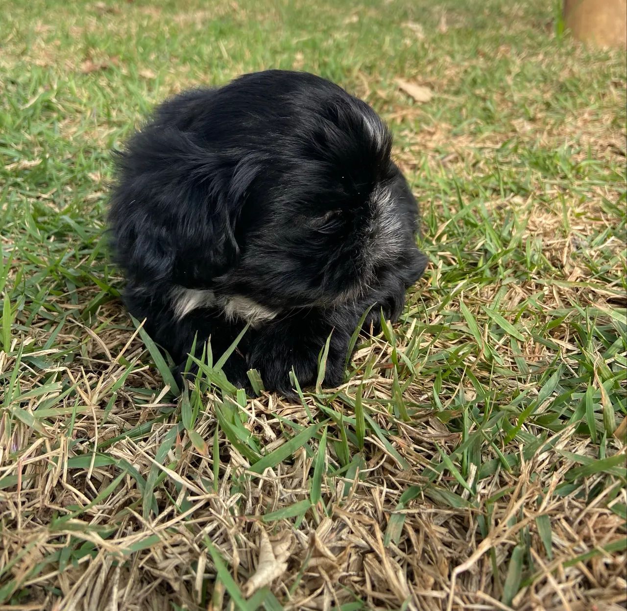 FILHOTE SHIHTZU MACHO 