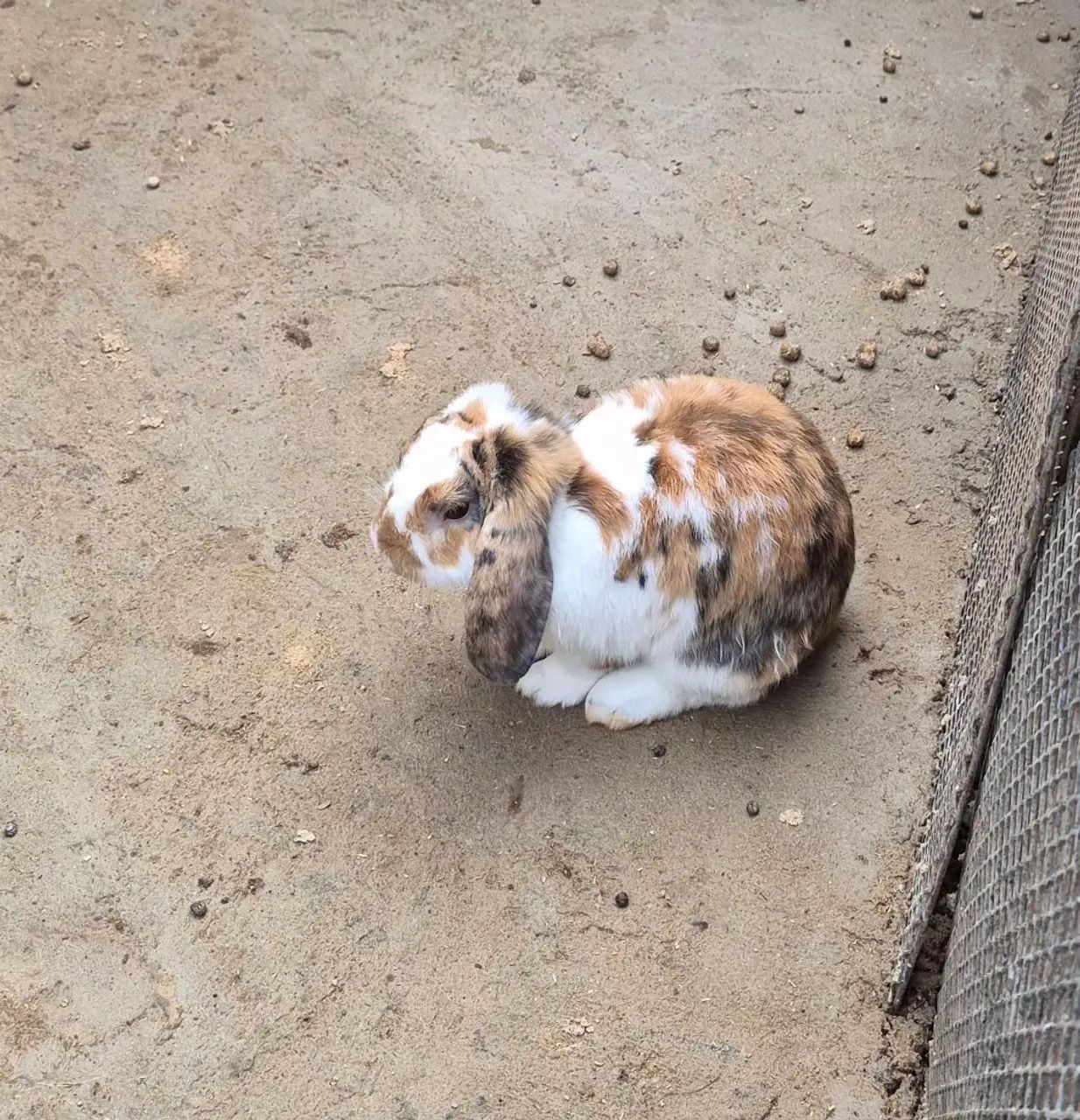 Coelho Mini Lop