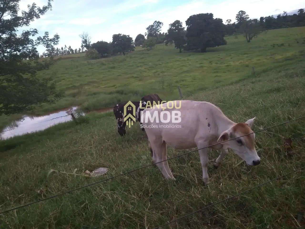 Chácara à venda, Perola, Pérola, PR - Foto 2