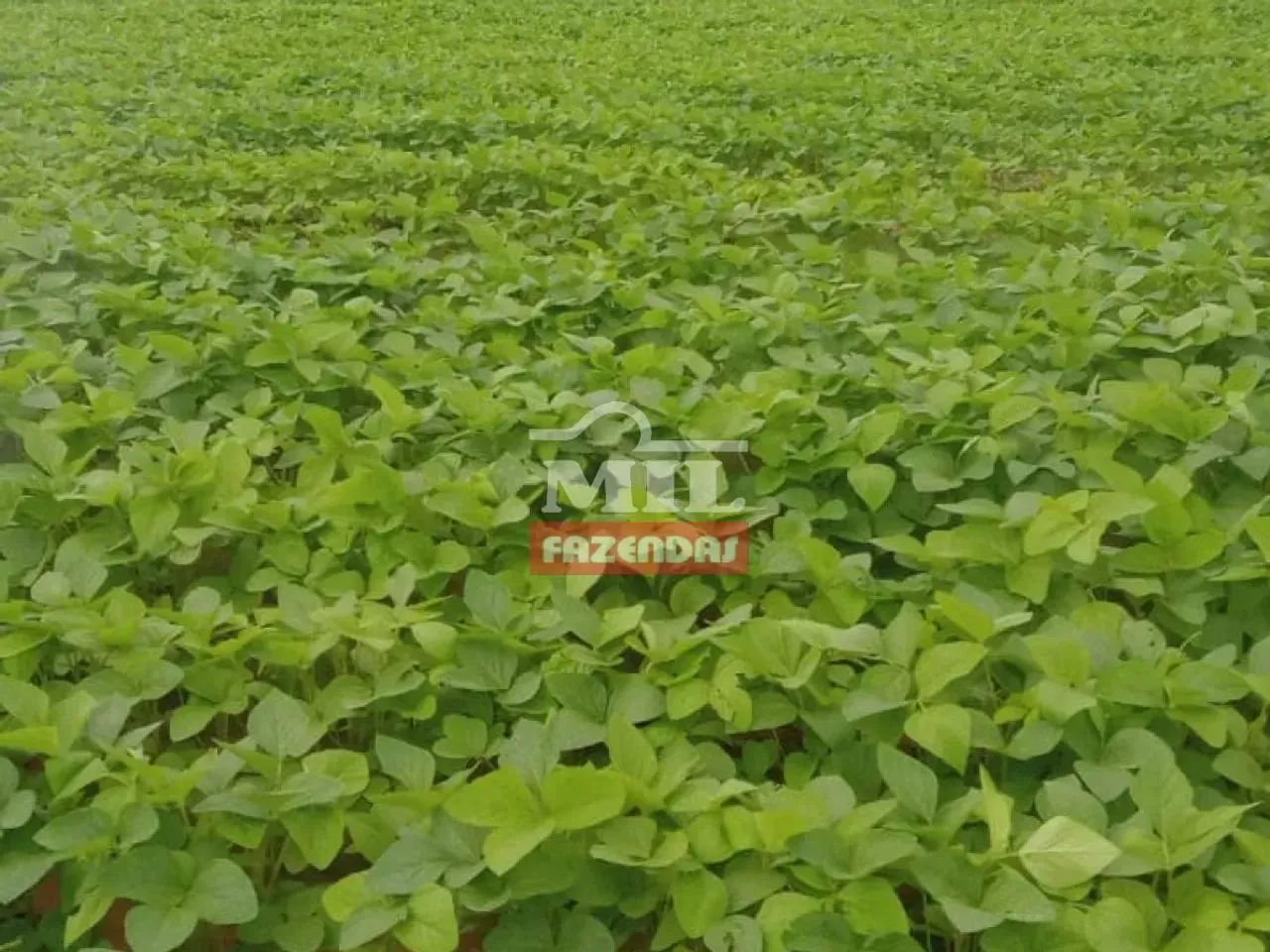 Fazenda 1.200 hectares Bom Jesus - PI - Foto 2