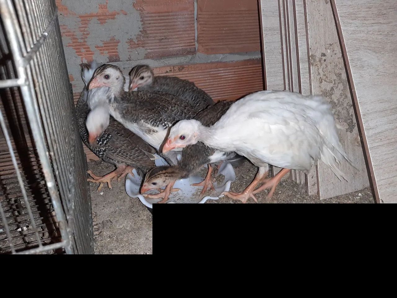 Pavãozinho  - Foto 2