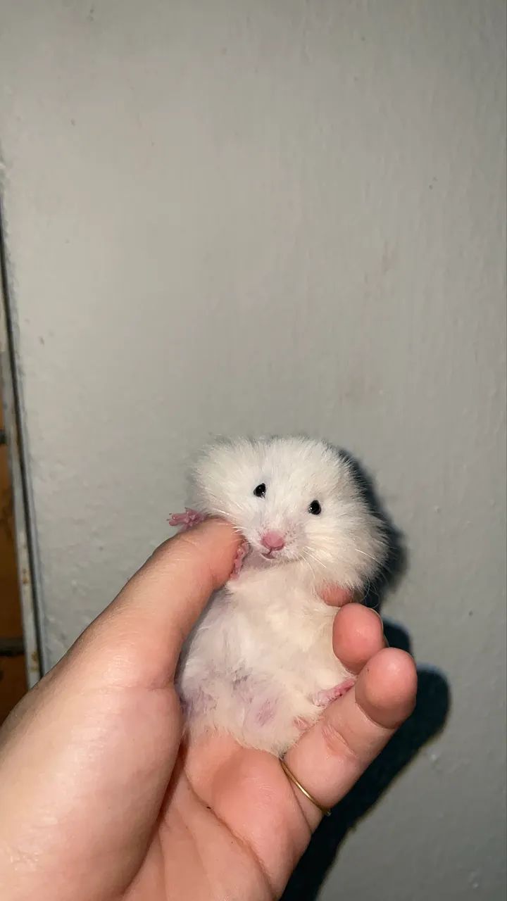 Hamster filhotes  - Foto 4