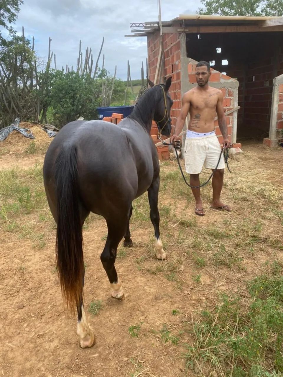 Cavalo a venda ou troca - Foto 4