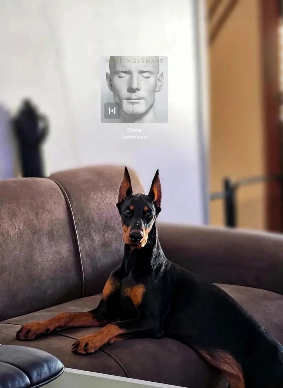 Doberman  - Foto 3