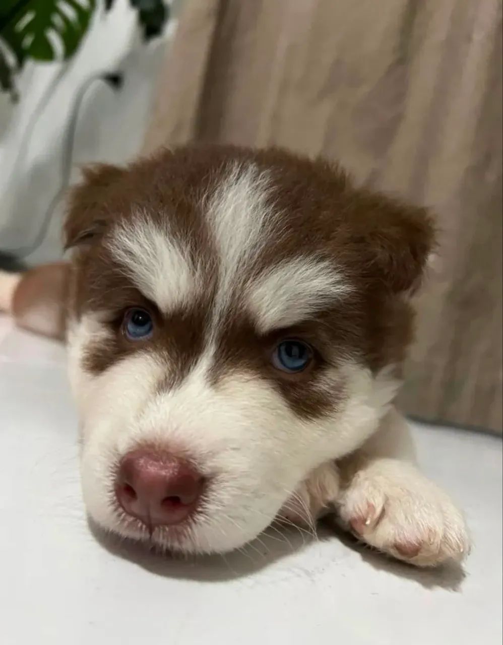 DOAÇÃO HUSKY - Foto 3