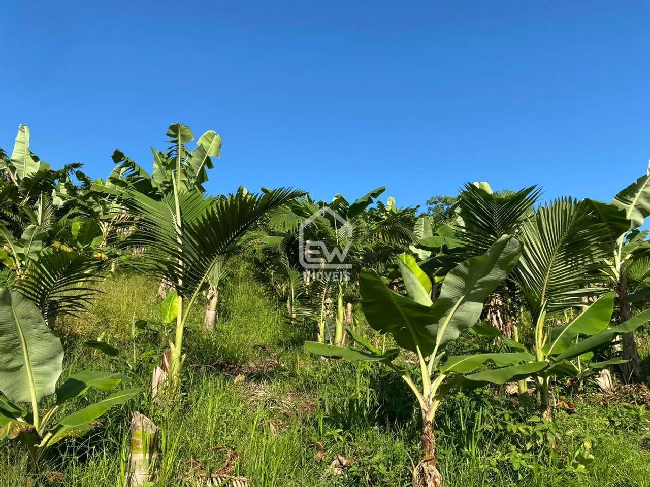 Sítio com Área Total de 101.850m² em Massaranduba, SC - Foto 5