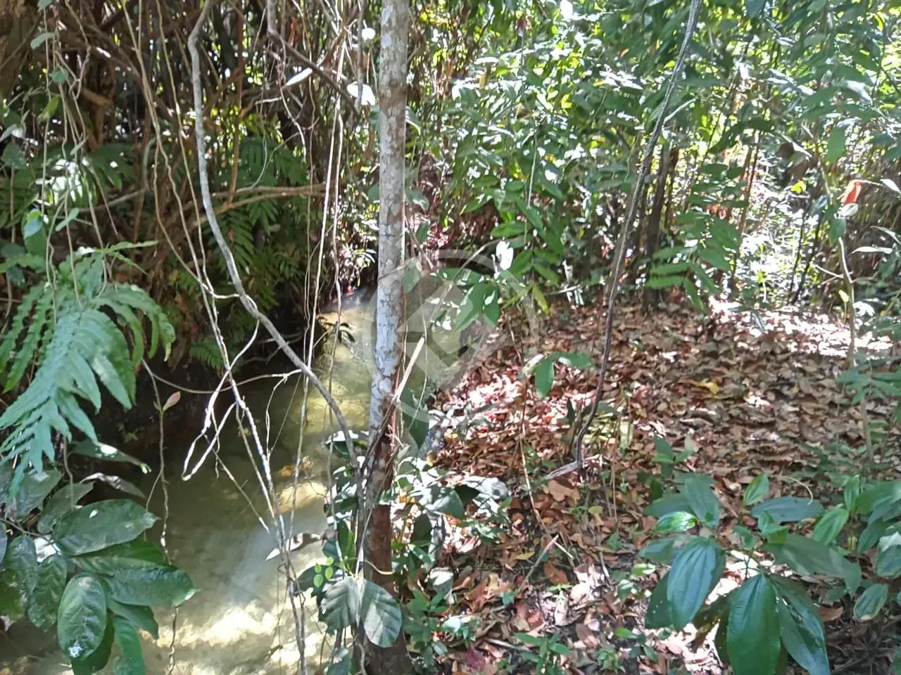Excelente fazenda com dupla aptidão, a 14 km do munícipio de Colinas do Tocantins! codigo: - Foto 3