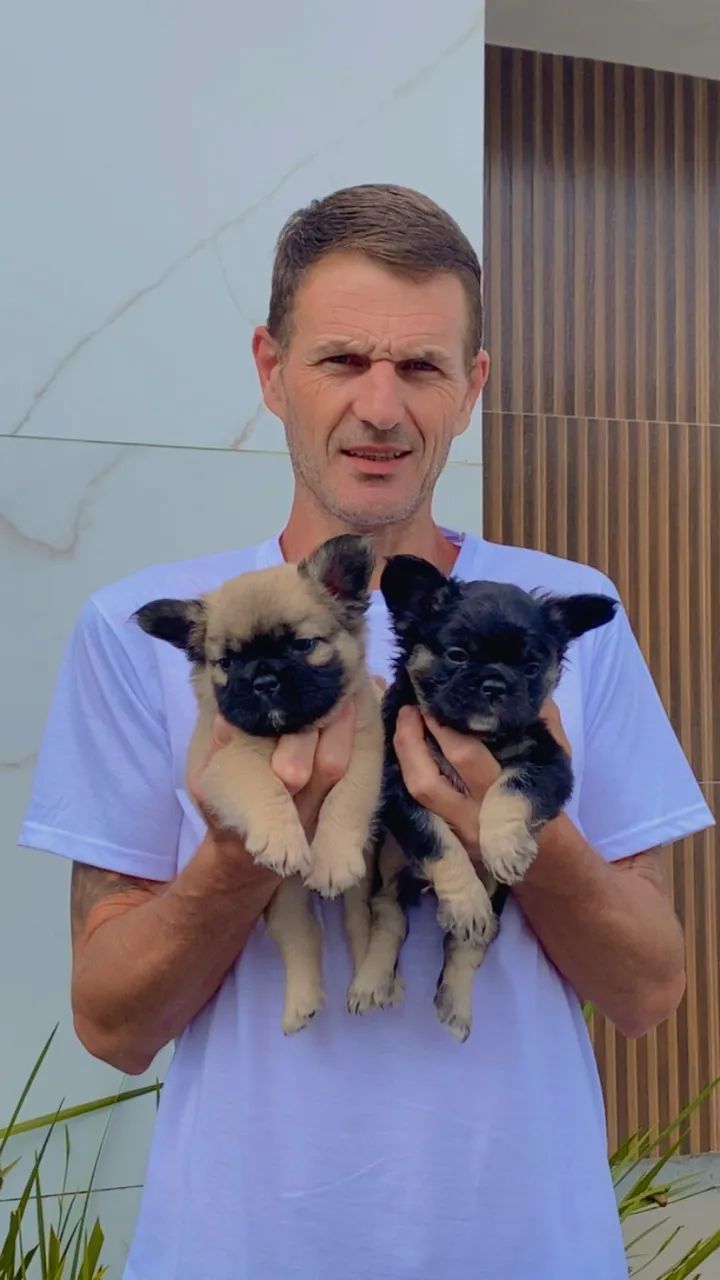 FILHOTE DE BULDOGUE FRANCÊS FLUFFY