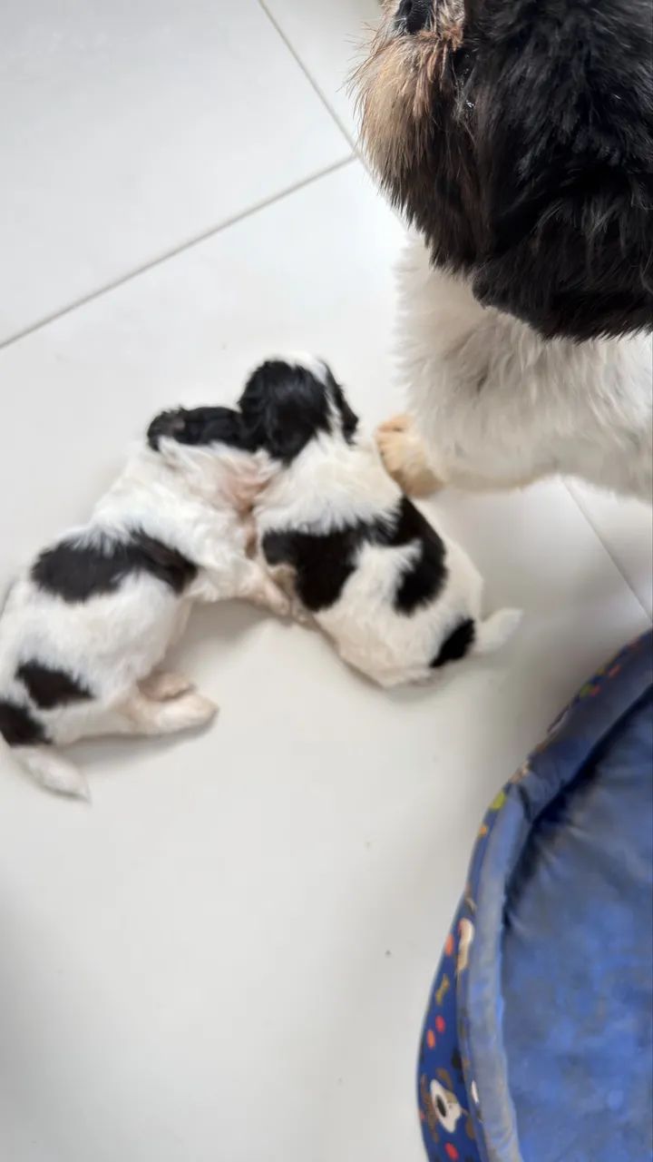 Cachorro shih tzu - Foto 4