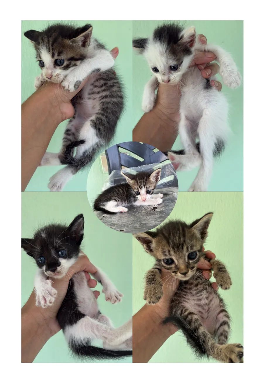 Gatinhos disponíveis p adoção 