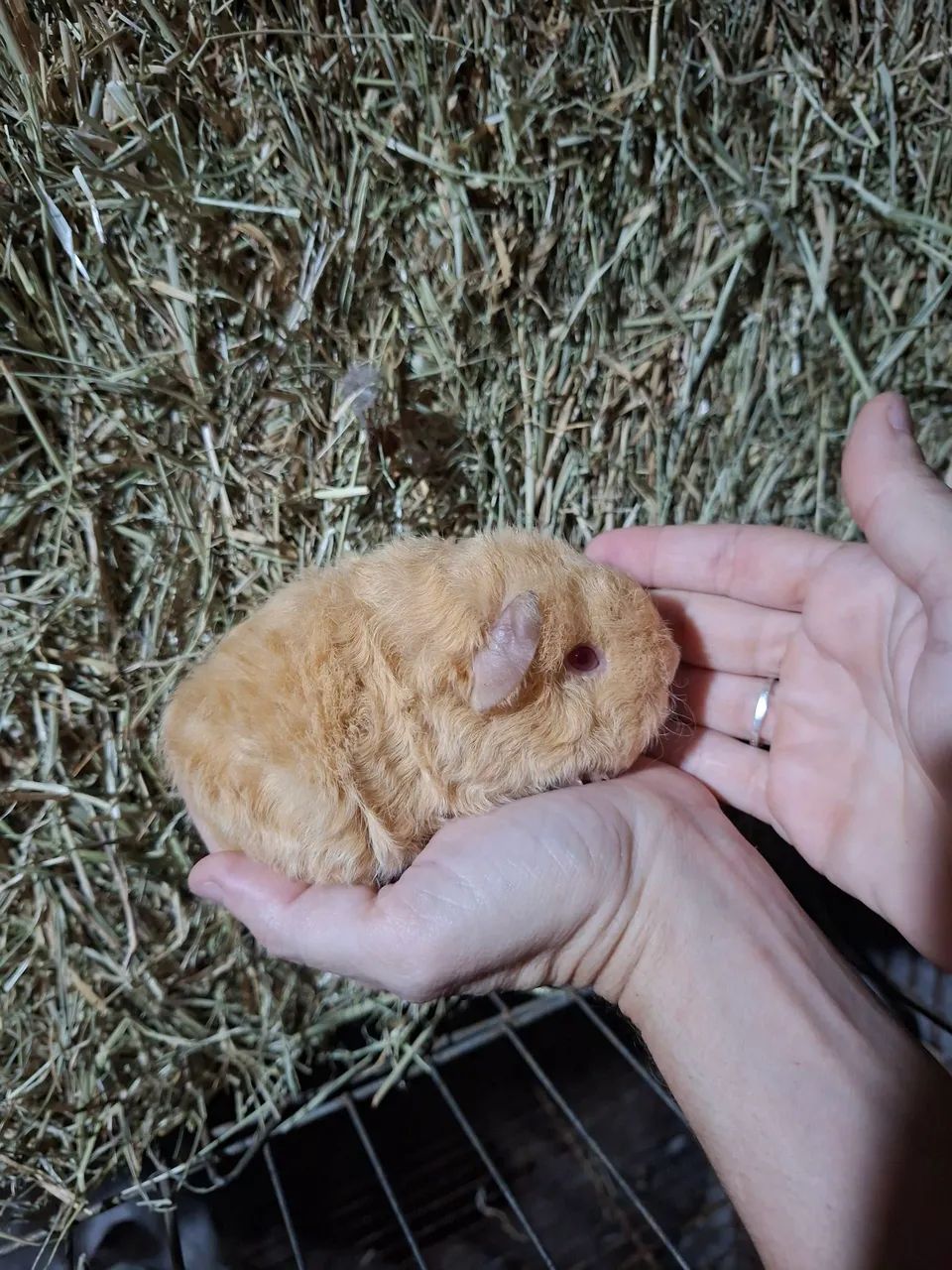 Filhotes de porquinho da india de raça 