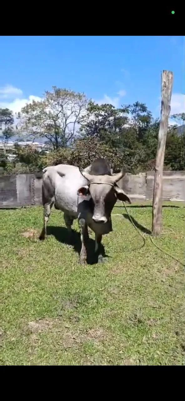  Vendo lindo Touro  - Foto 3