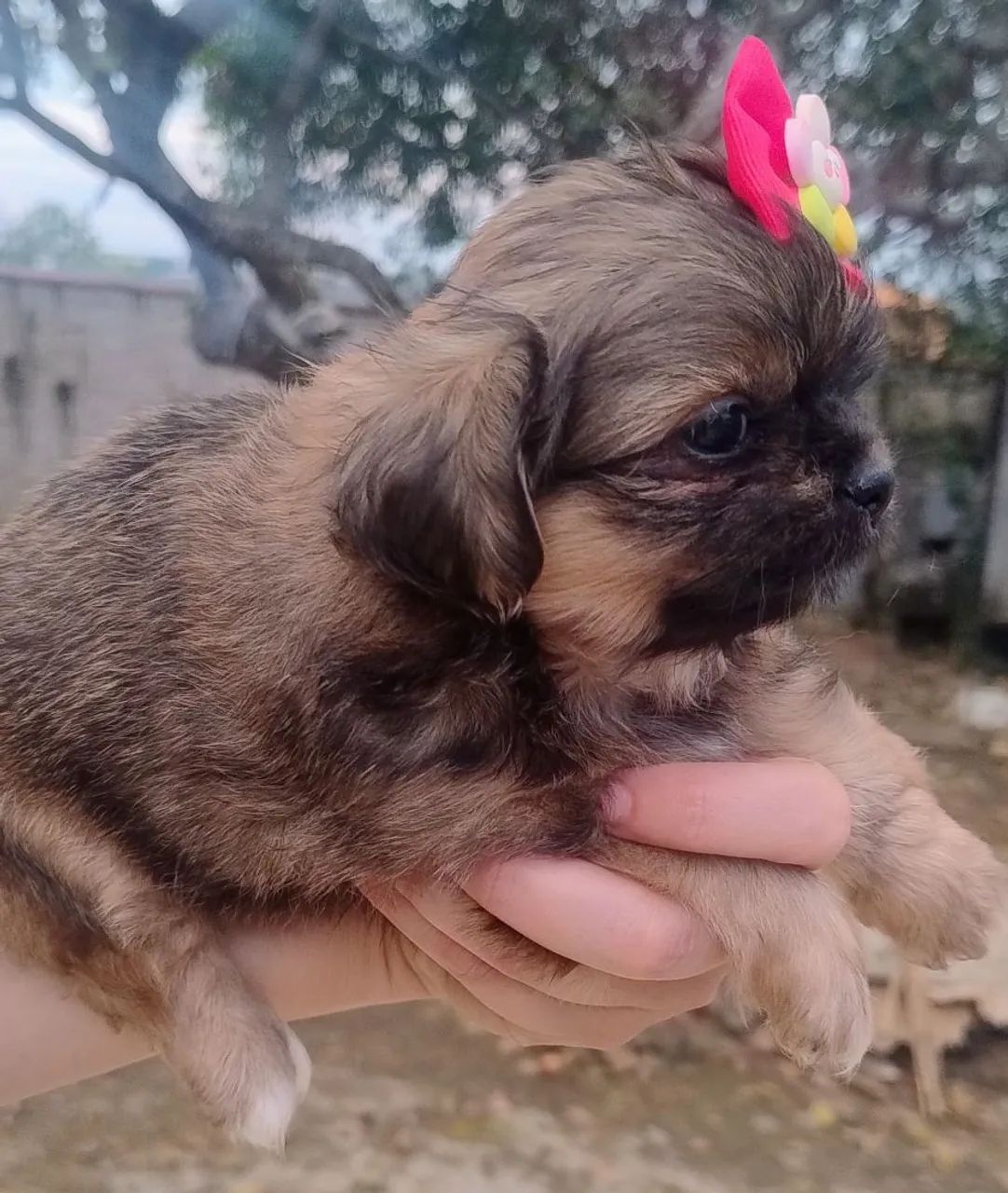 SHITZU FEMEA DOURADA - Foto 4