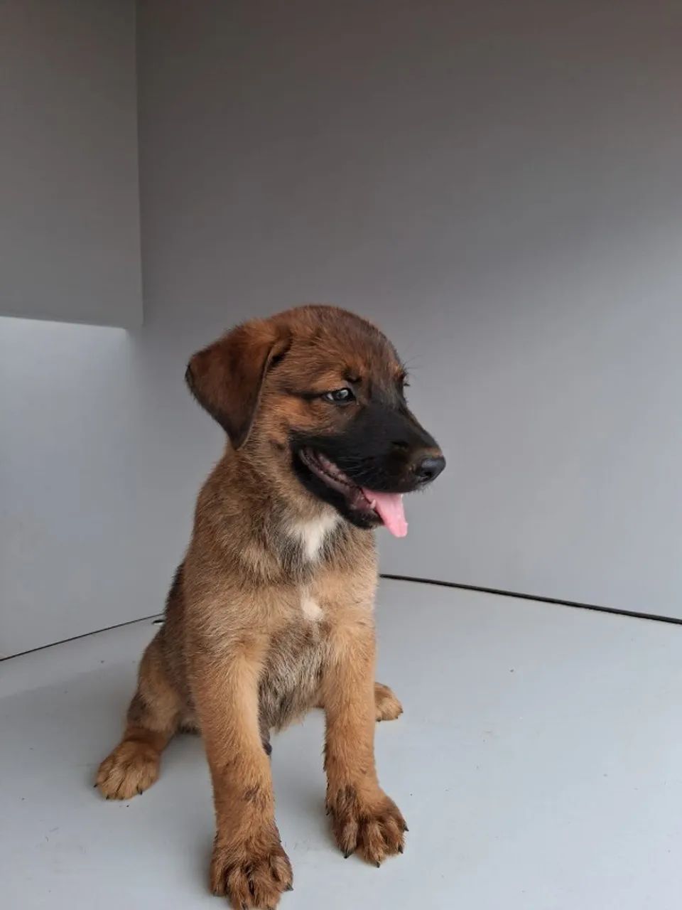 VENDO FILHOTE MACHO DE PASTOS MALINOIS 