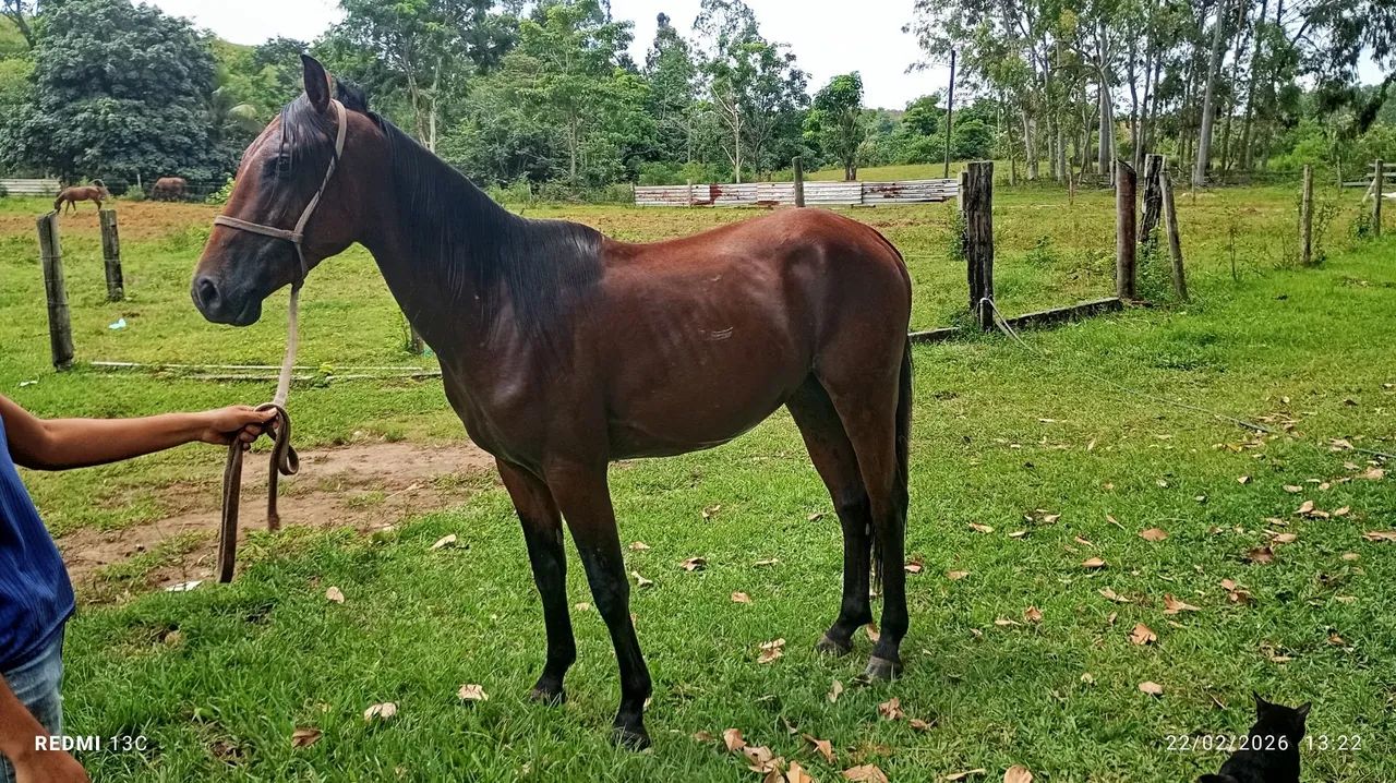 Vendo ou negocio - Foto 2