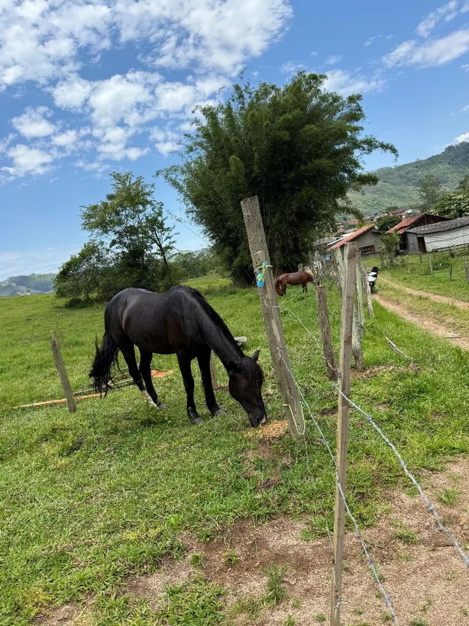 Vendo cavalo  - Foto 2