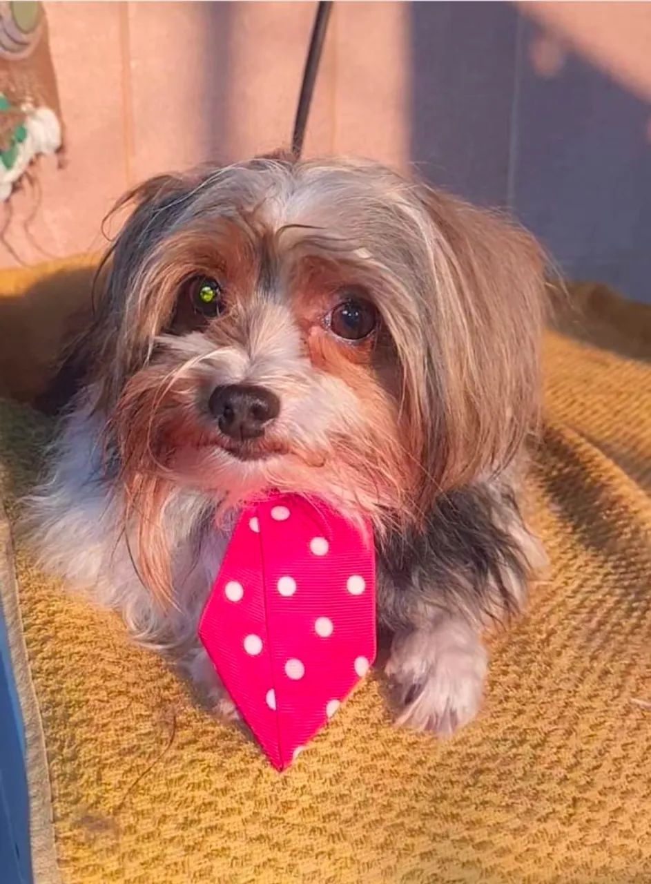 York shire machinho mini com 60 dias  - Foto 5