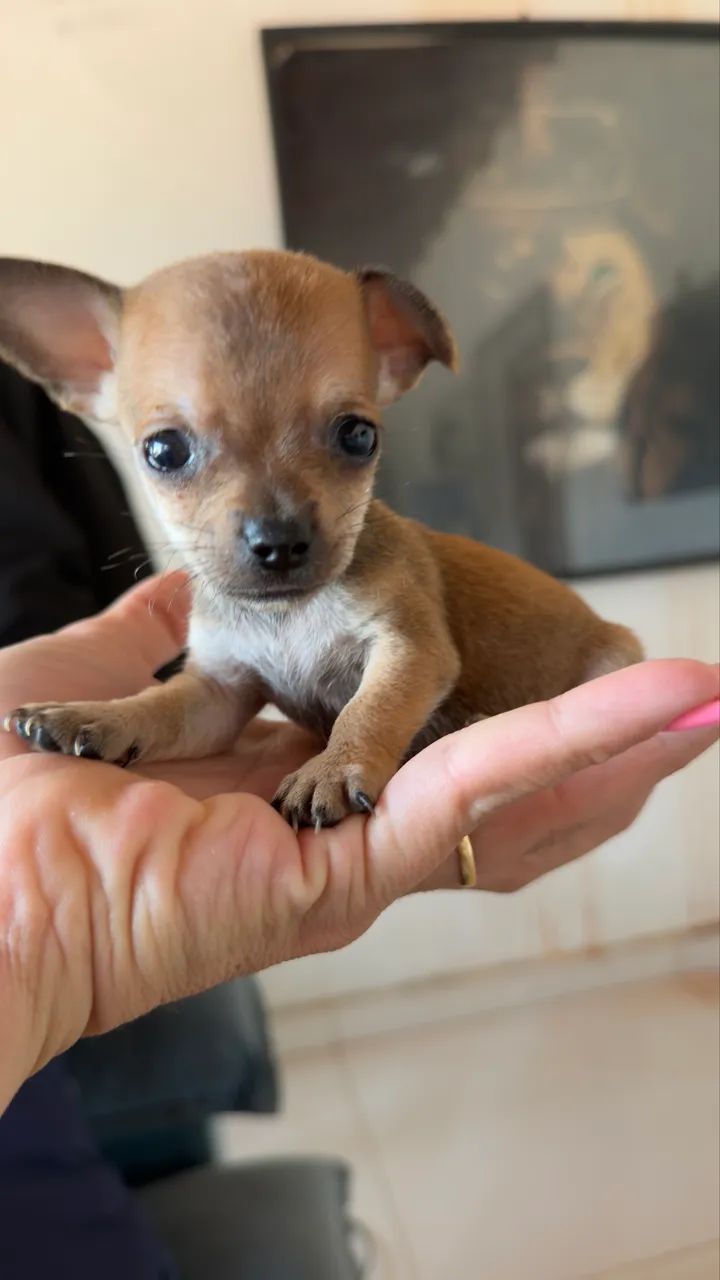 Pinscher zero de bolso  - Foto 3