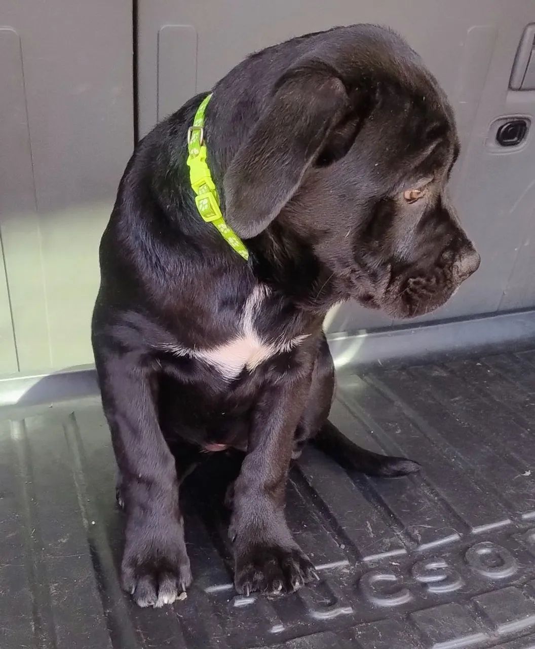 Cane Corso fêmea 