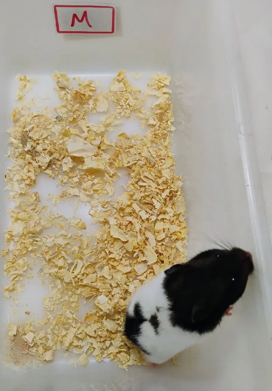 Hamster Sírio Panda  - Foto 2