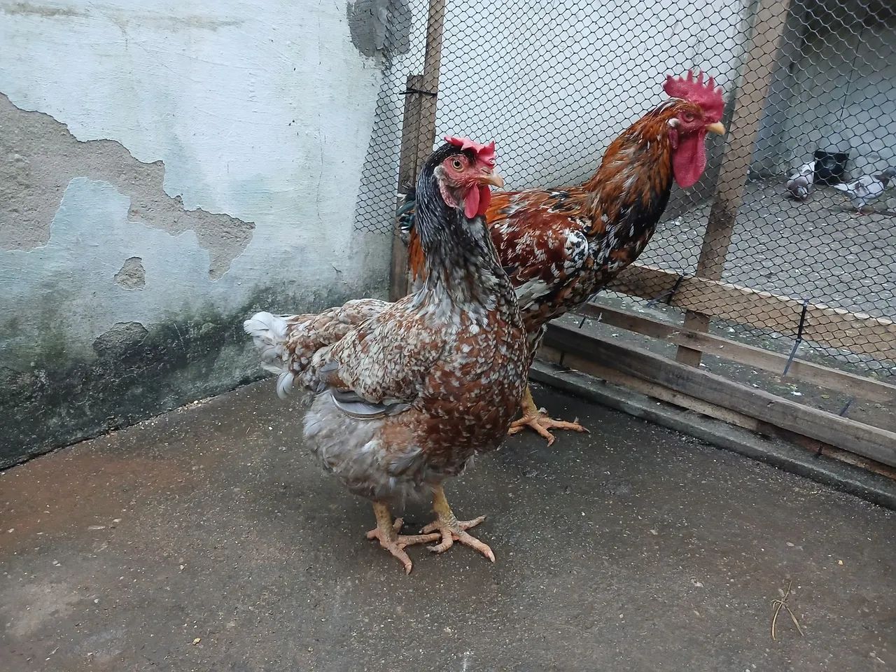 Ovos férteis gsb  - Foto 4
