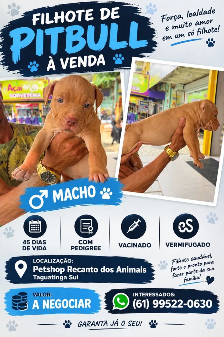 ? Filhotes de PitMonster ? - Foto 2
