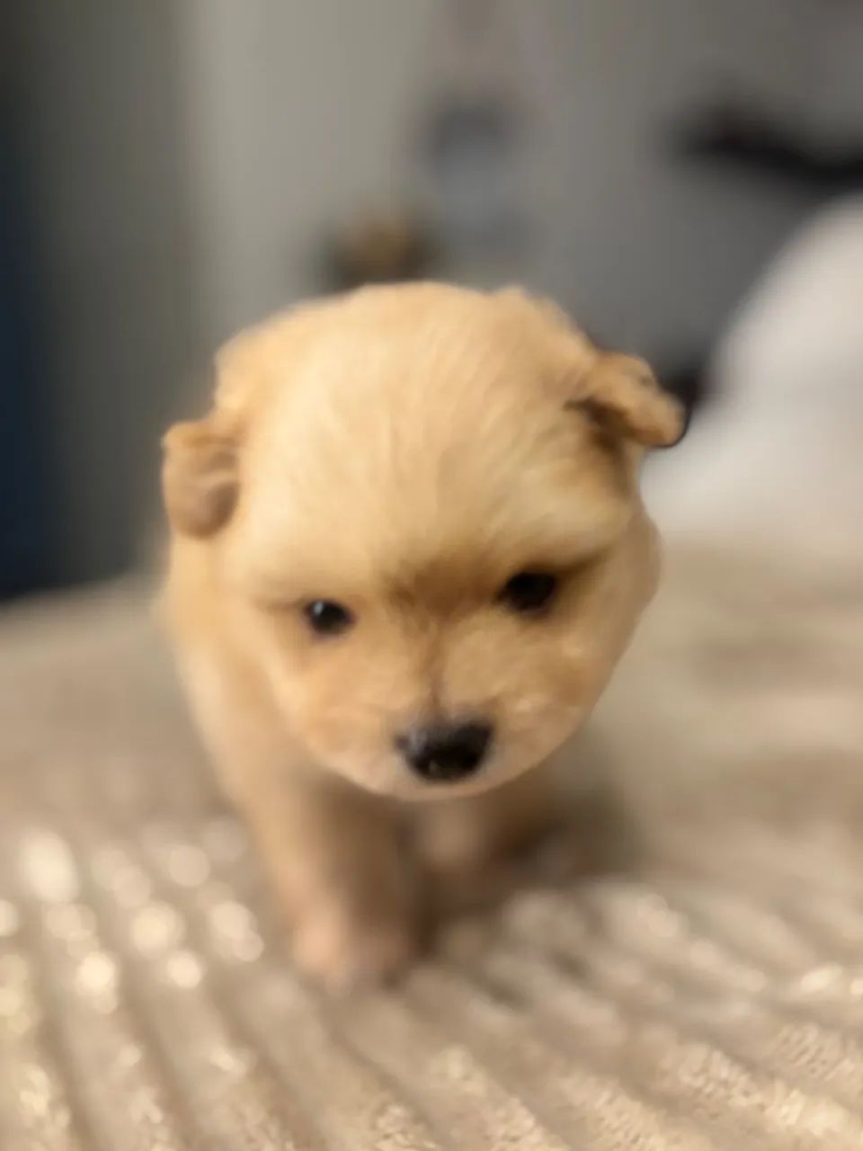 Spitz Alemão  - Foto 4
