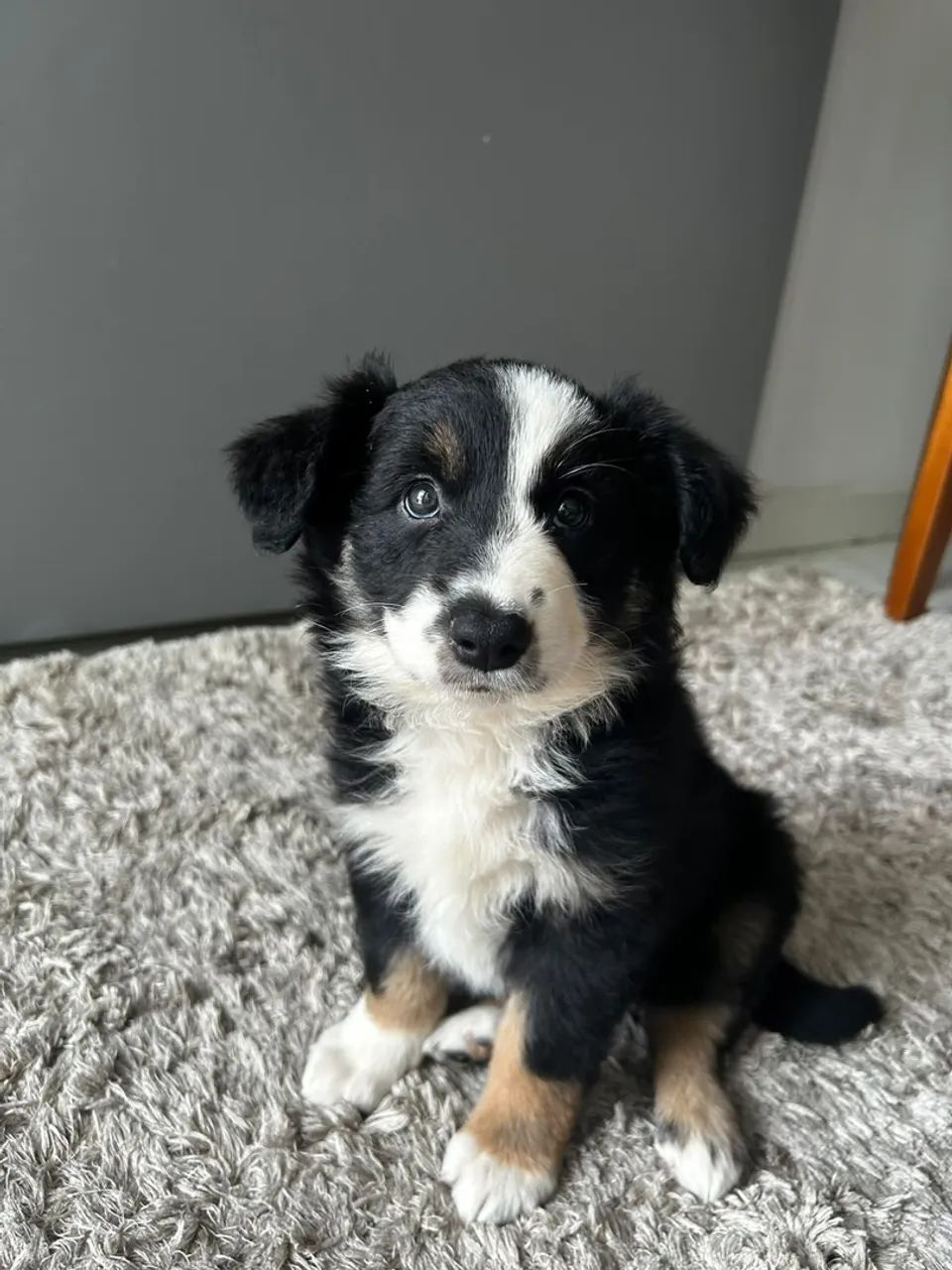 Border collie - Foto 3