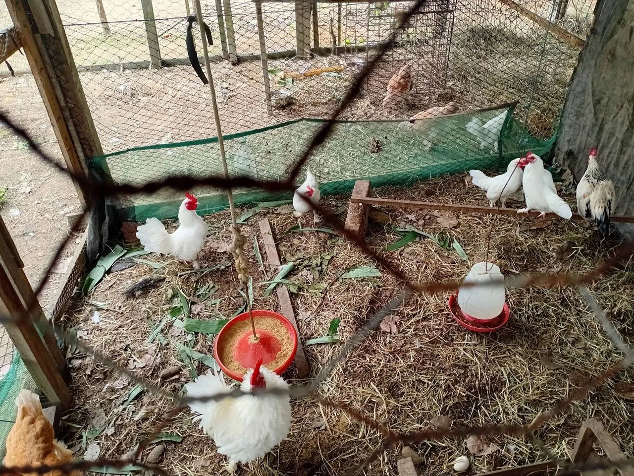 Vende se garnizé  - Foto 5