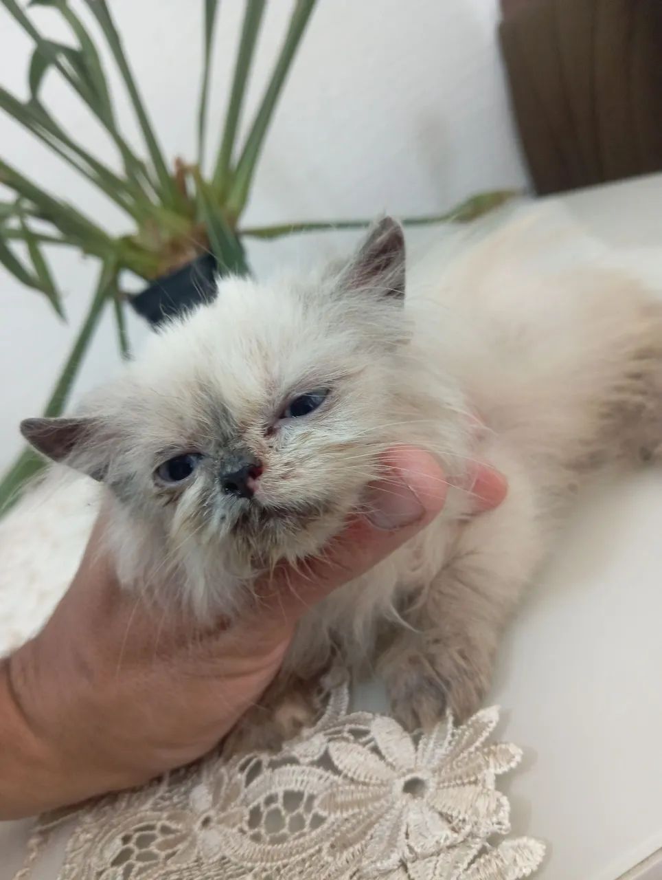 Gato persa  - Foto 2