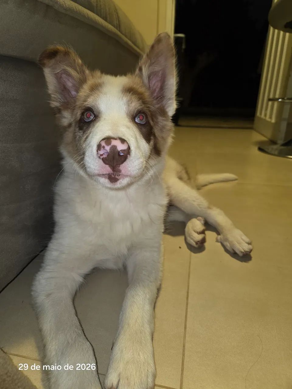 Border Collie - Foto 2