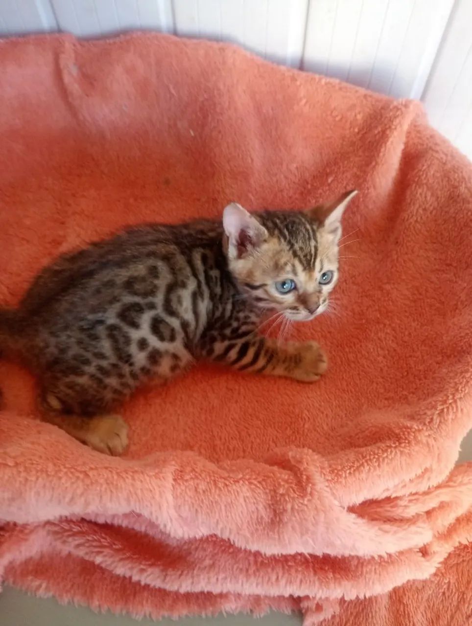 Gatinhos bengal  - Foto 5