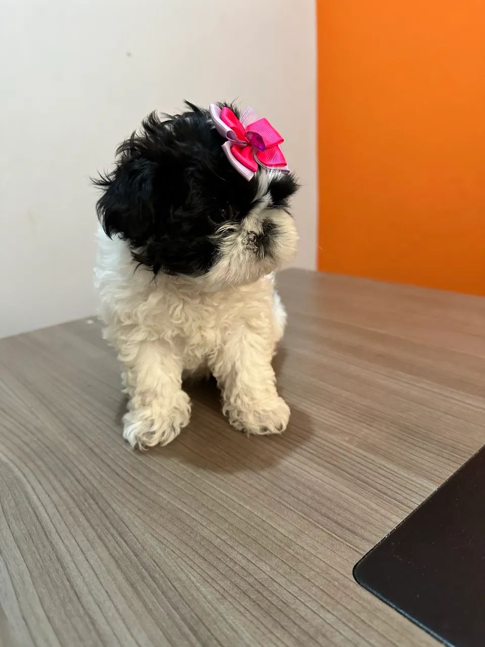 Shitzu  - Foto 2