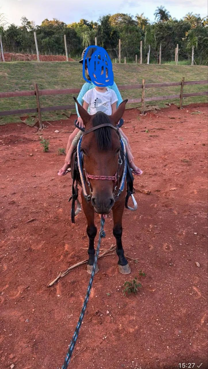 Cavalo Pônei / piquira  - Foto 3