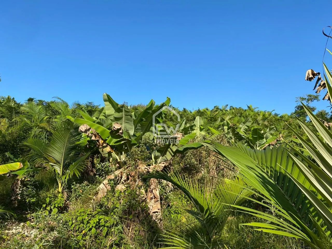 Sítio com Área Total de 101.850m² em Massaranduba, SC - Foto 4