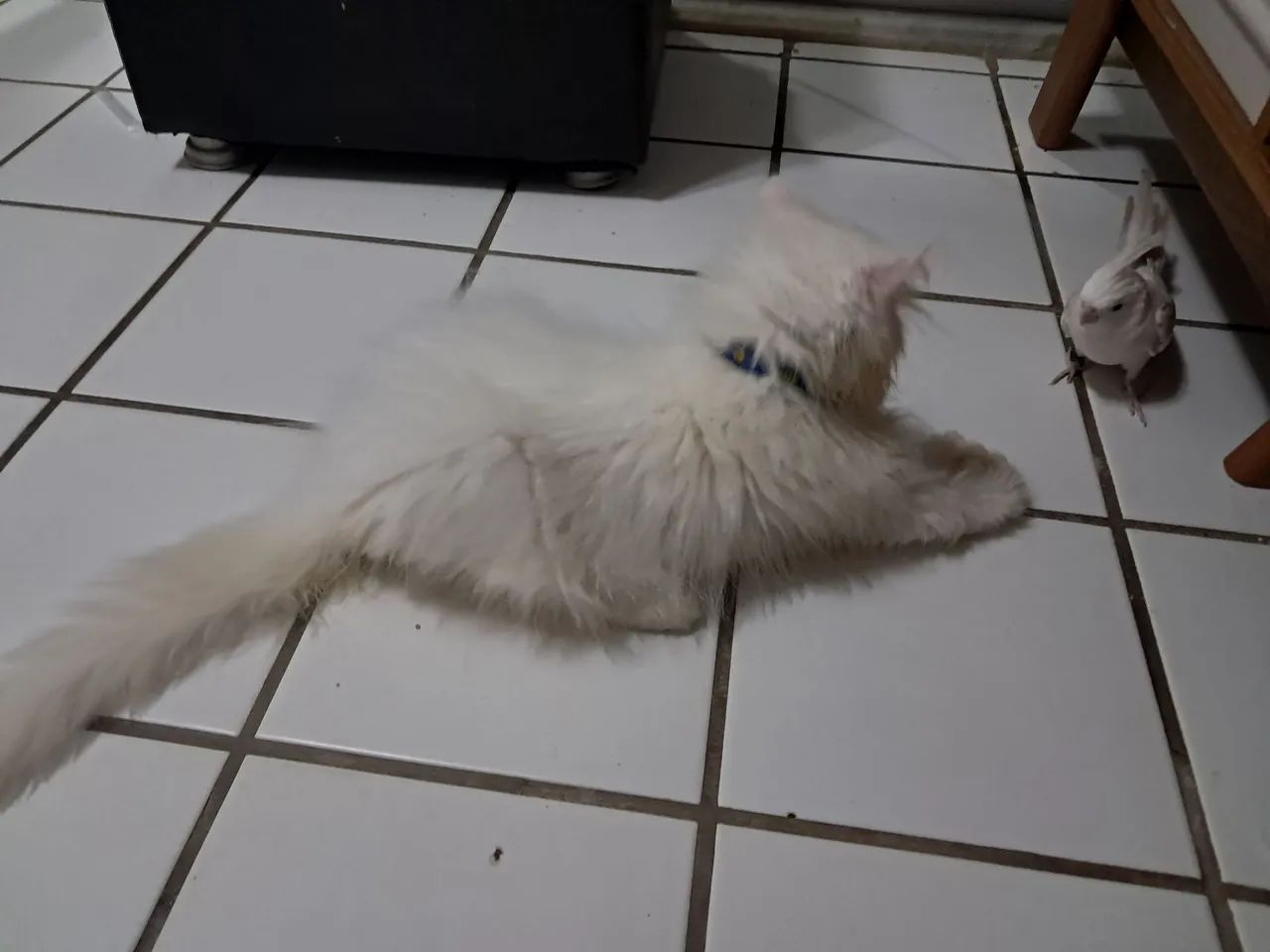 Gato persa