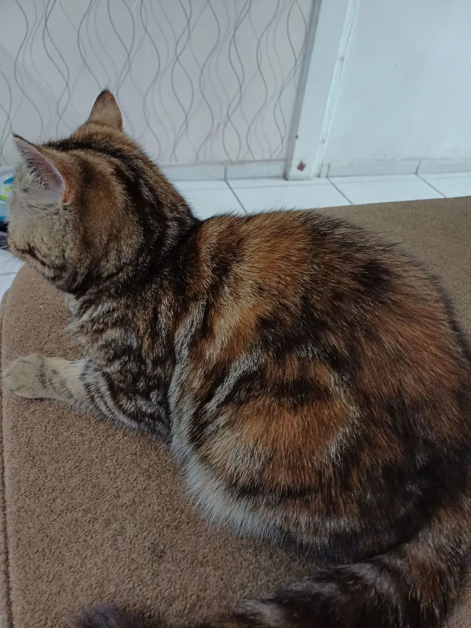 Gata persa - Foto 2