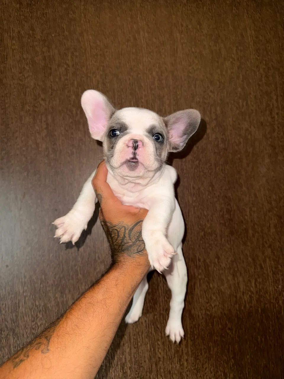Bulldog francês  - Foto 3