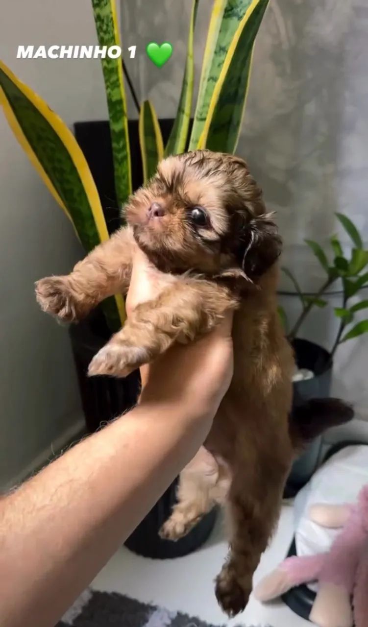 FILHOTES DE SHIHTZU MACHO