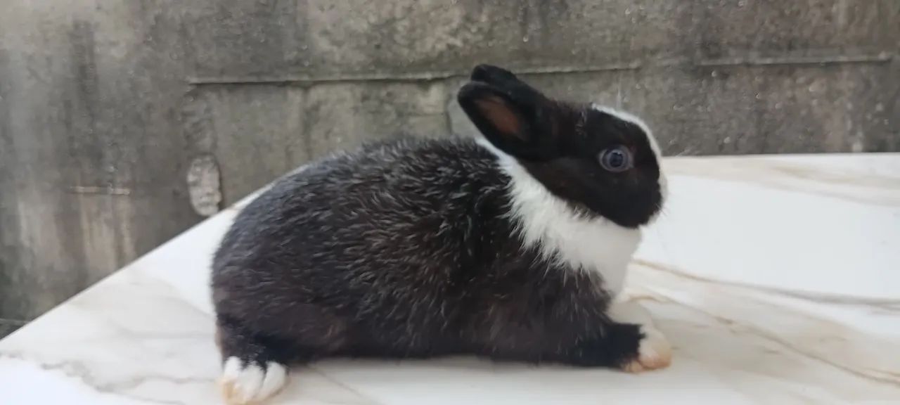 Netherland dwarf 