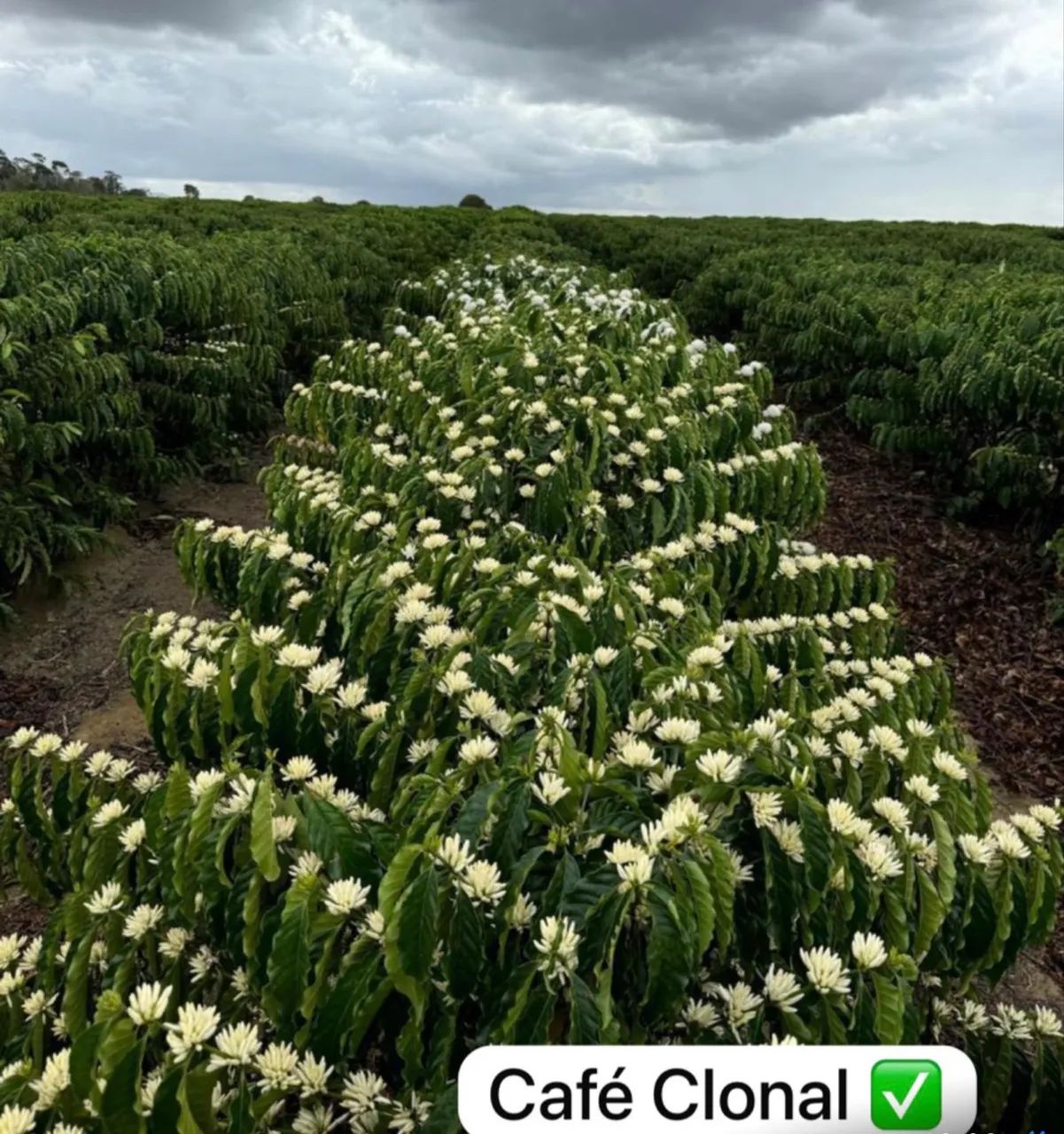 Mudas de café clonal  - Foto 5