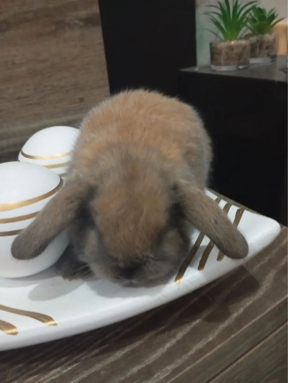 Vende-se Coelhos Mini Lop uruguaiano - Foto 3