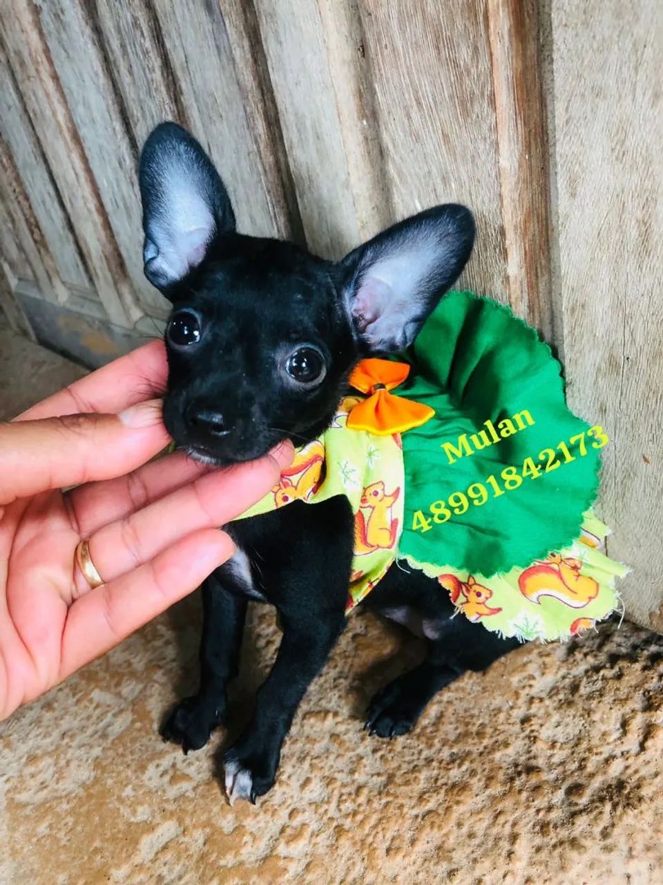 Fêmea de pinscher pretinha
