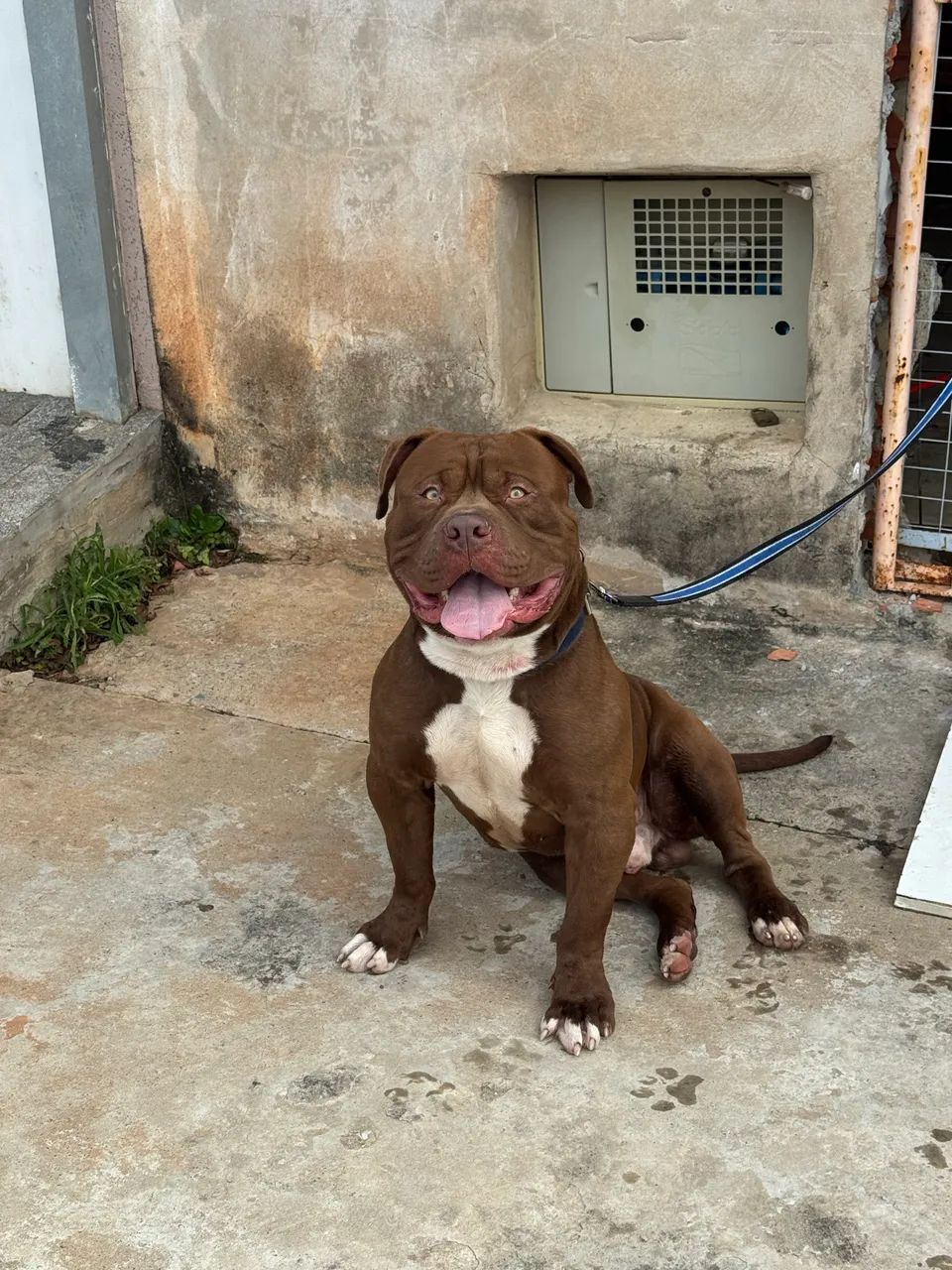 Vendo pit monster linhagem top - Foto 3