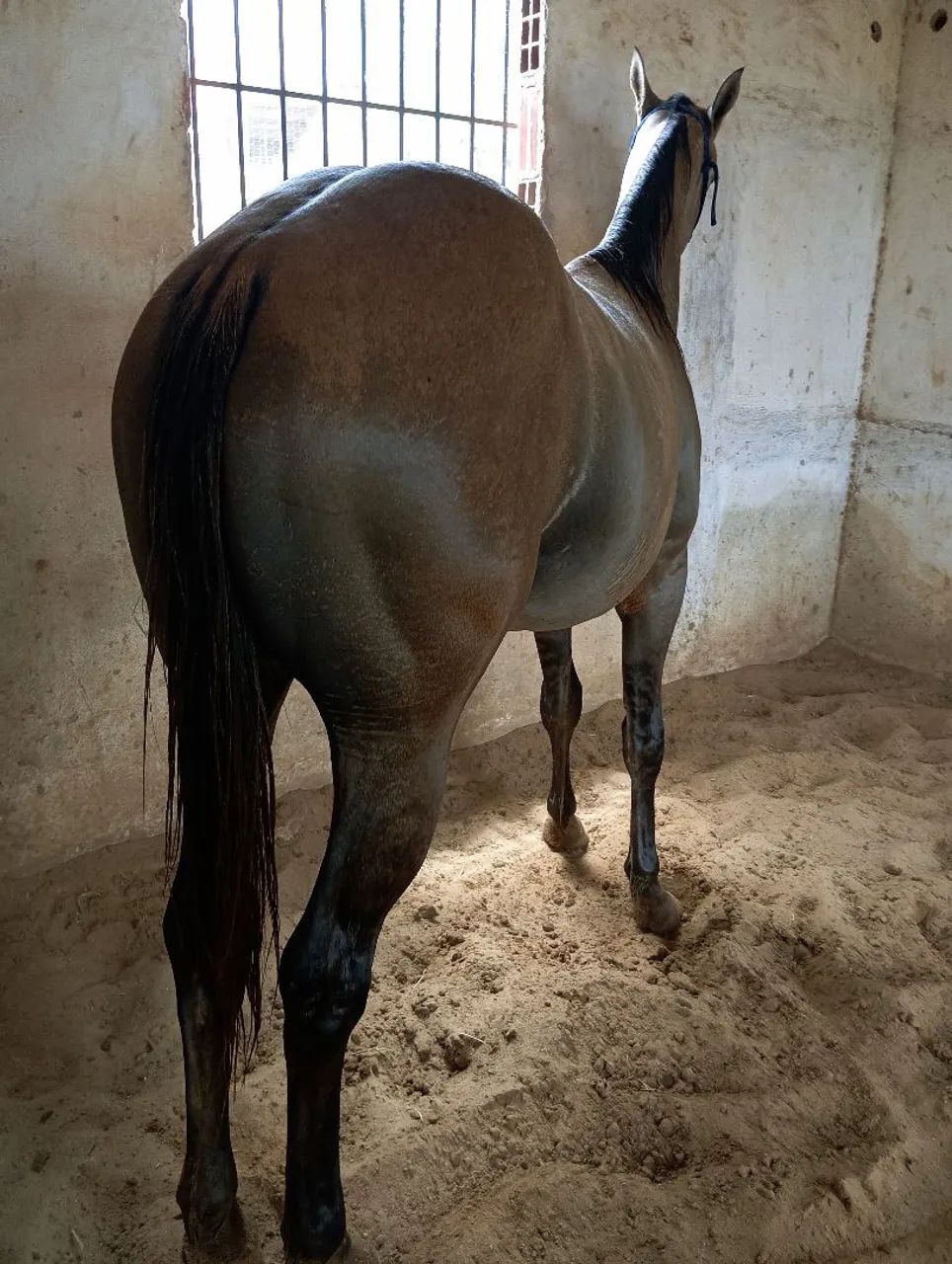 Potro Quarto de Milha  - Foto 3
