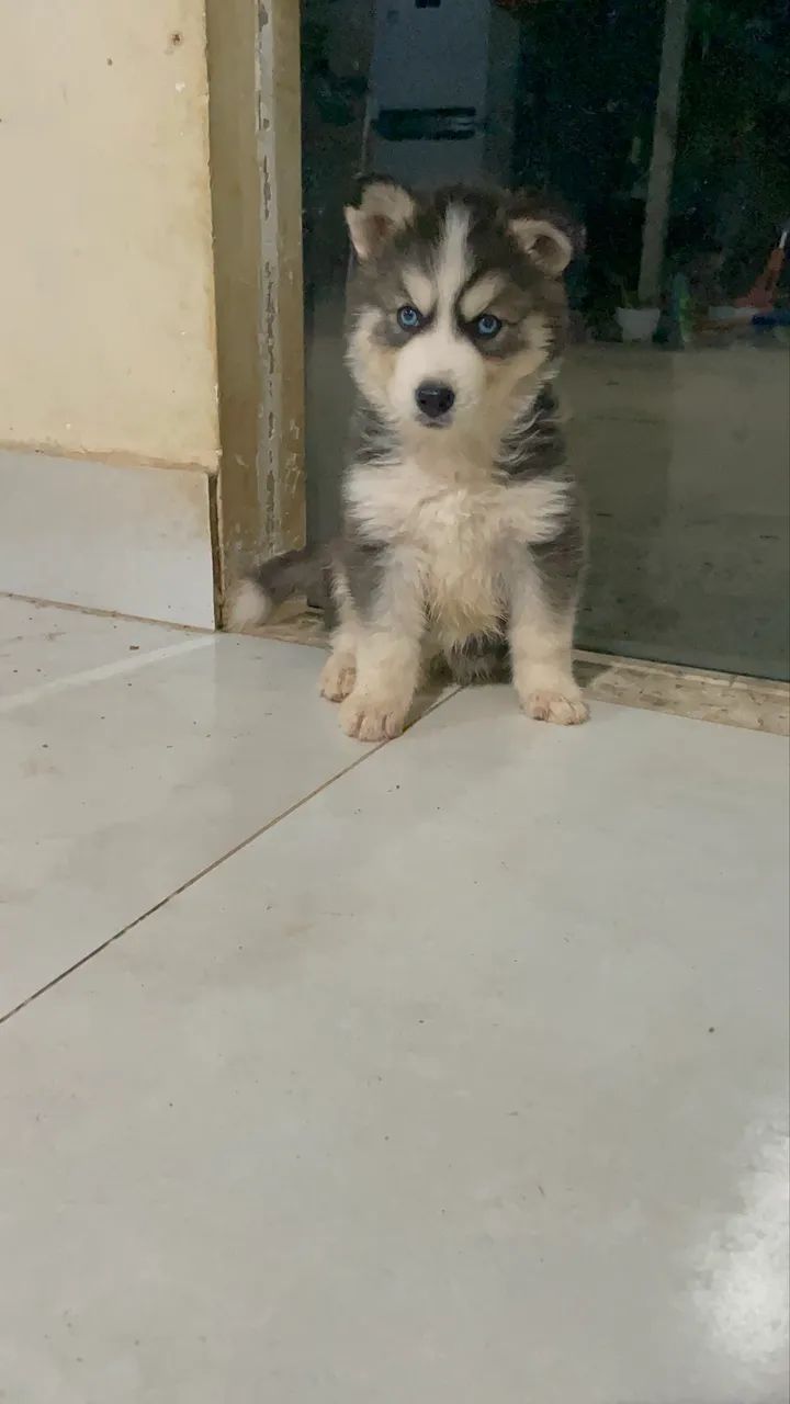 Husky siberiano - Foto 5
