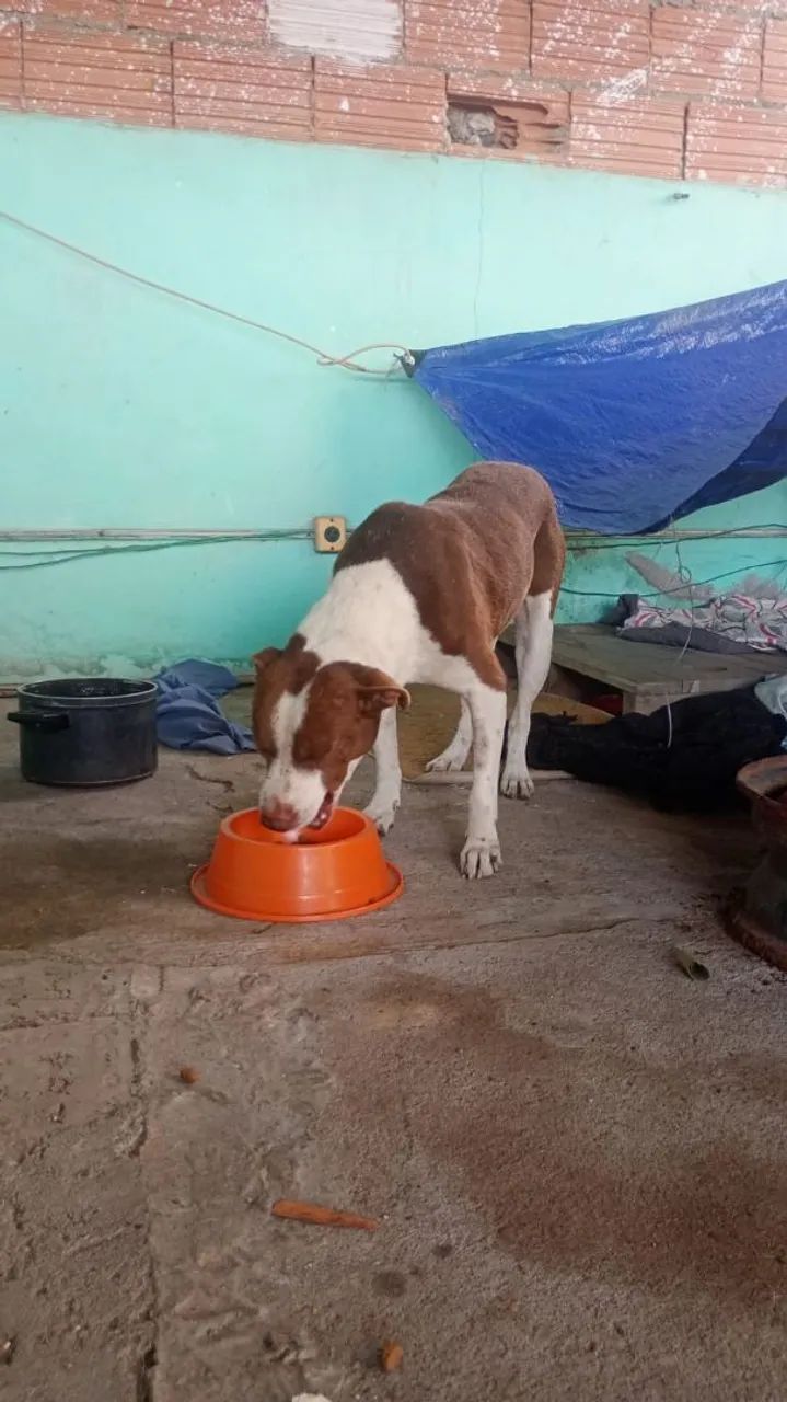 Adoção Responsável  - Foto 2